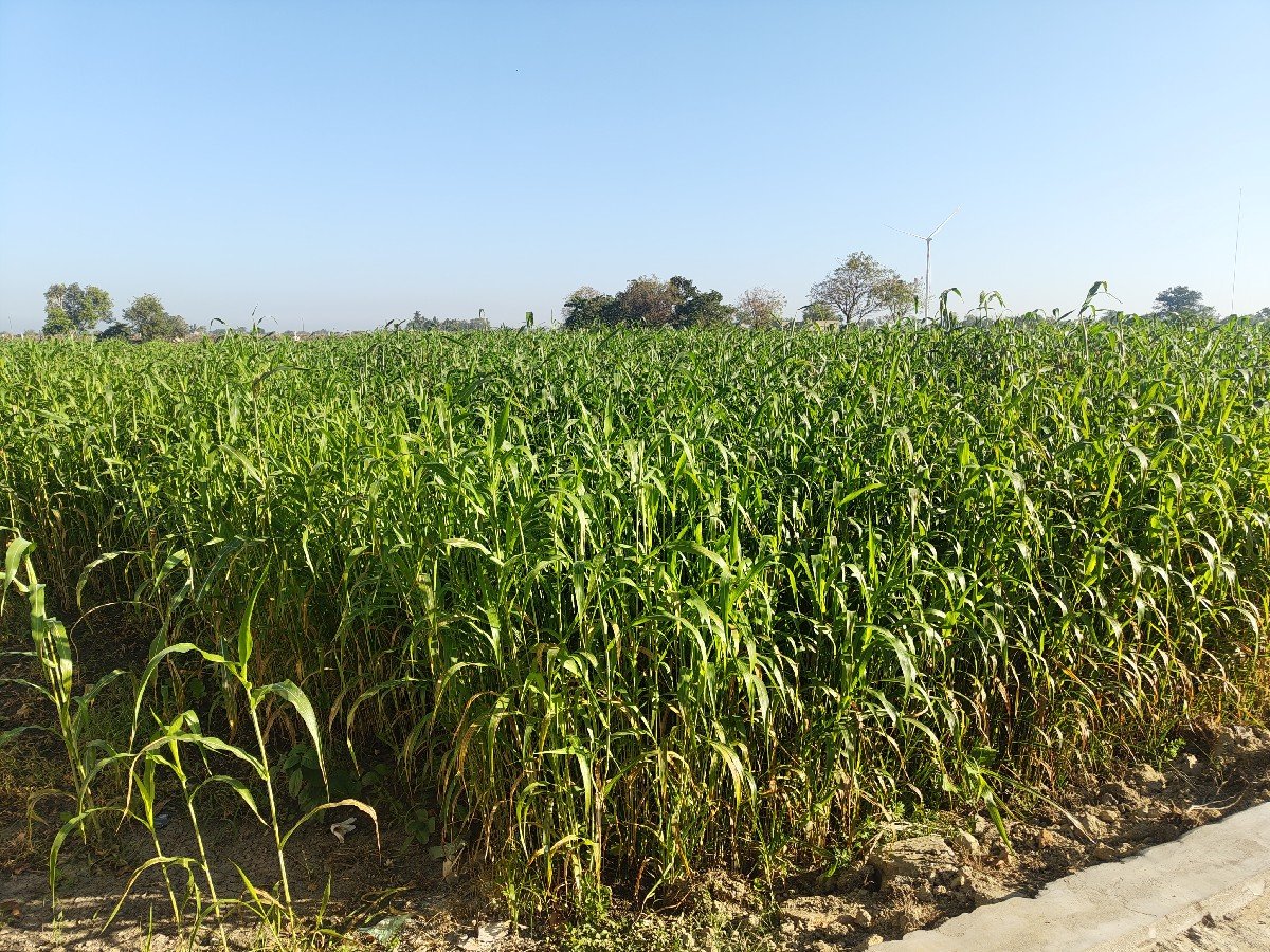 લીલી જવાર વેચવાની છે.