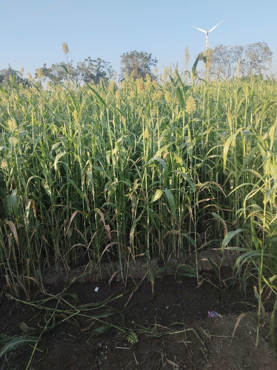 ગુદરી લીલું વેચવાનું હે
