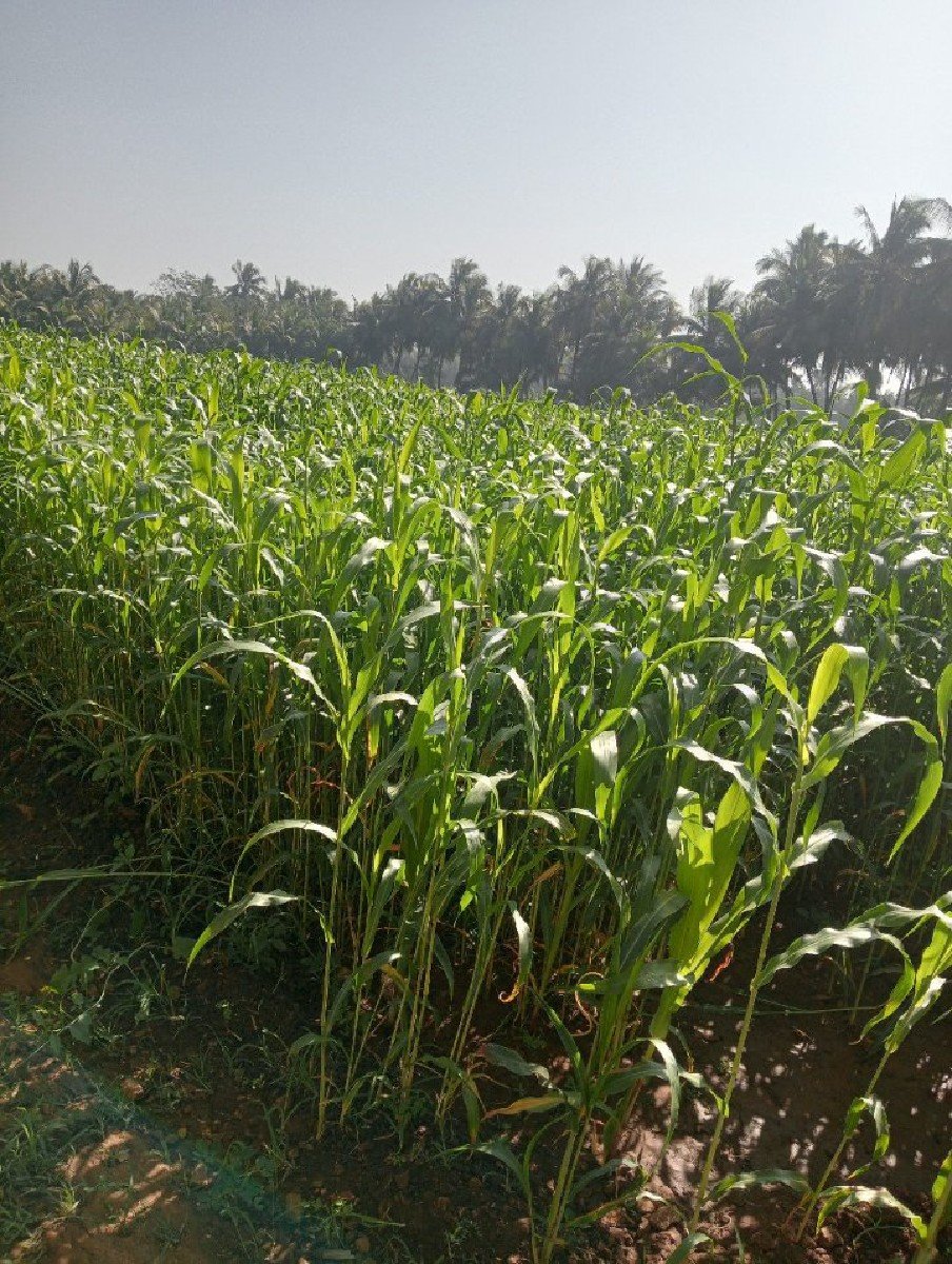જવાર.કયારા.૬ વેચવાના‌છે