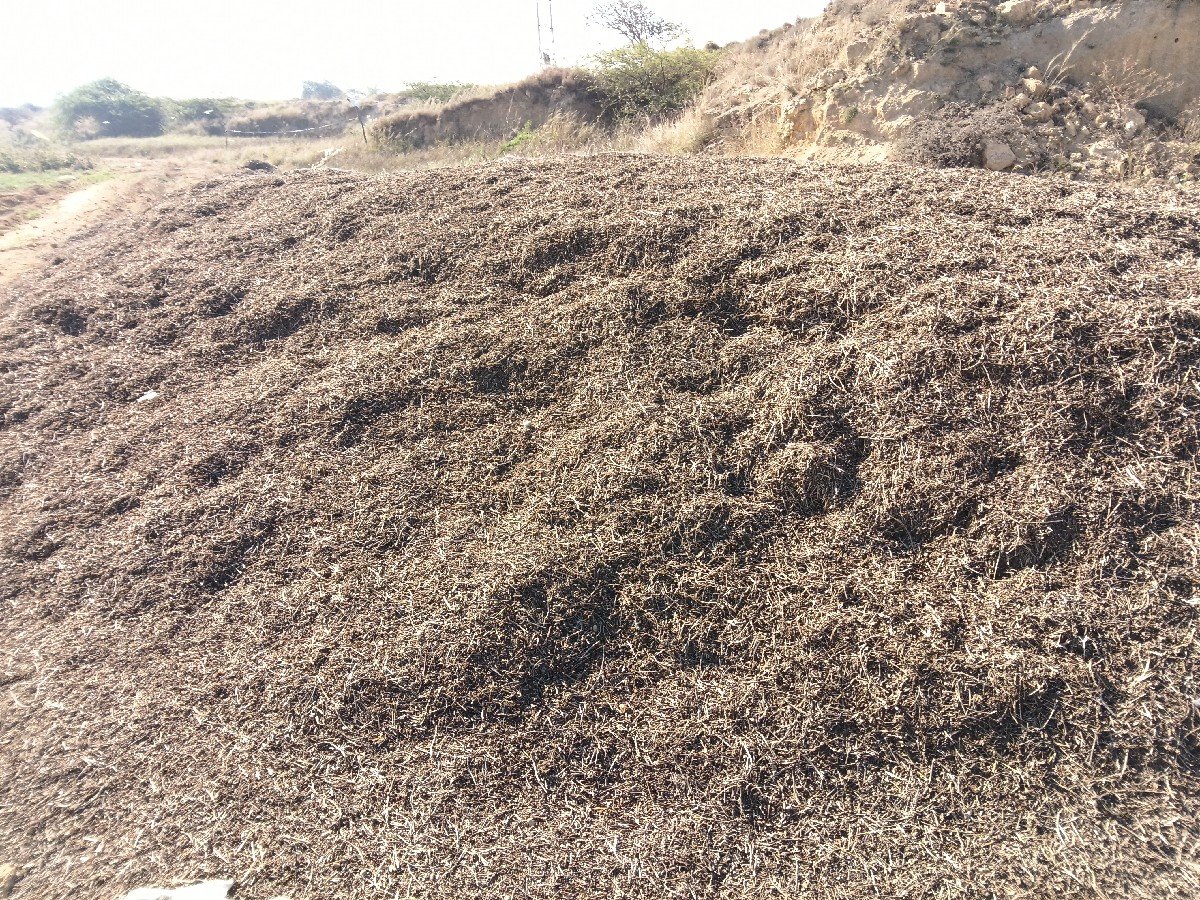 માંડવી નો ભૂકો