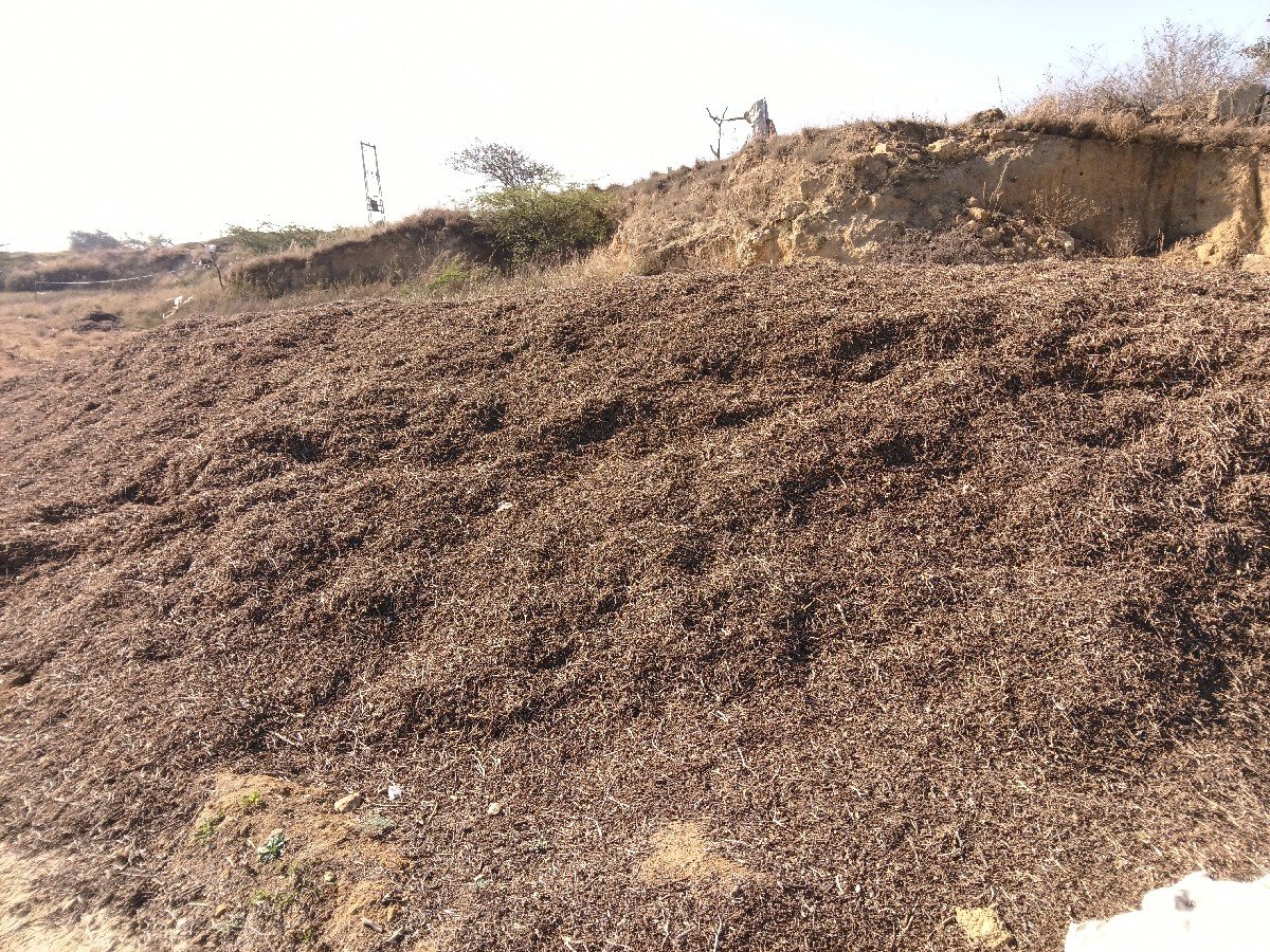 માંડવી નો ભૂકો