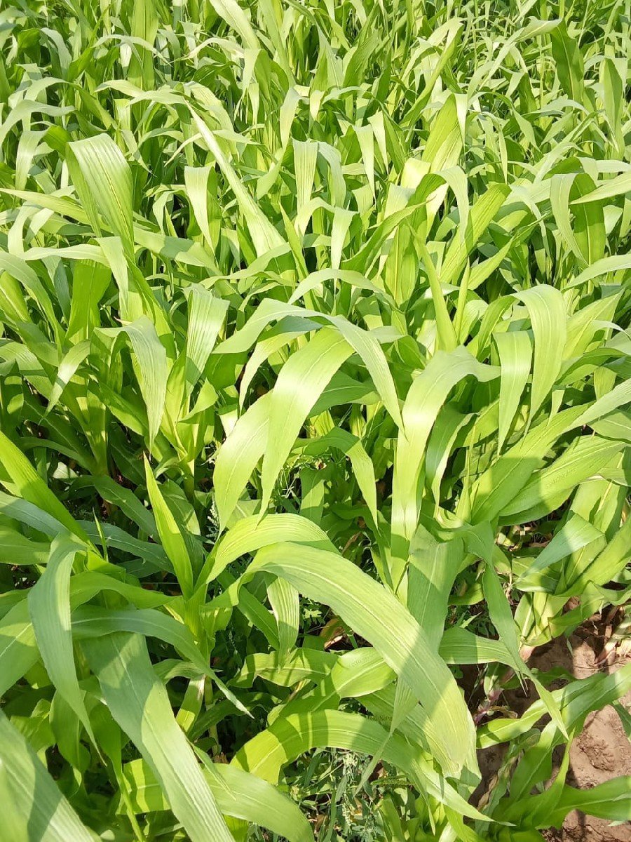 લીલી મકાઈ ચારા માટે