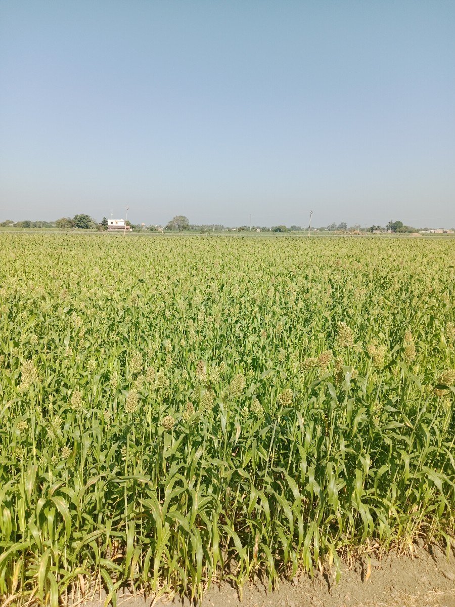 6 વિઘા લીલી જુવાર વેચવાની છે