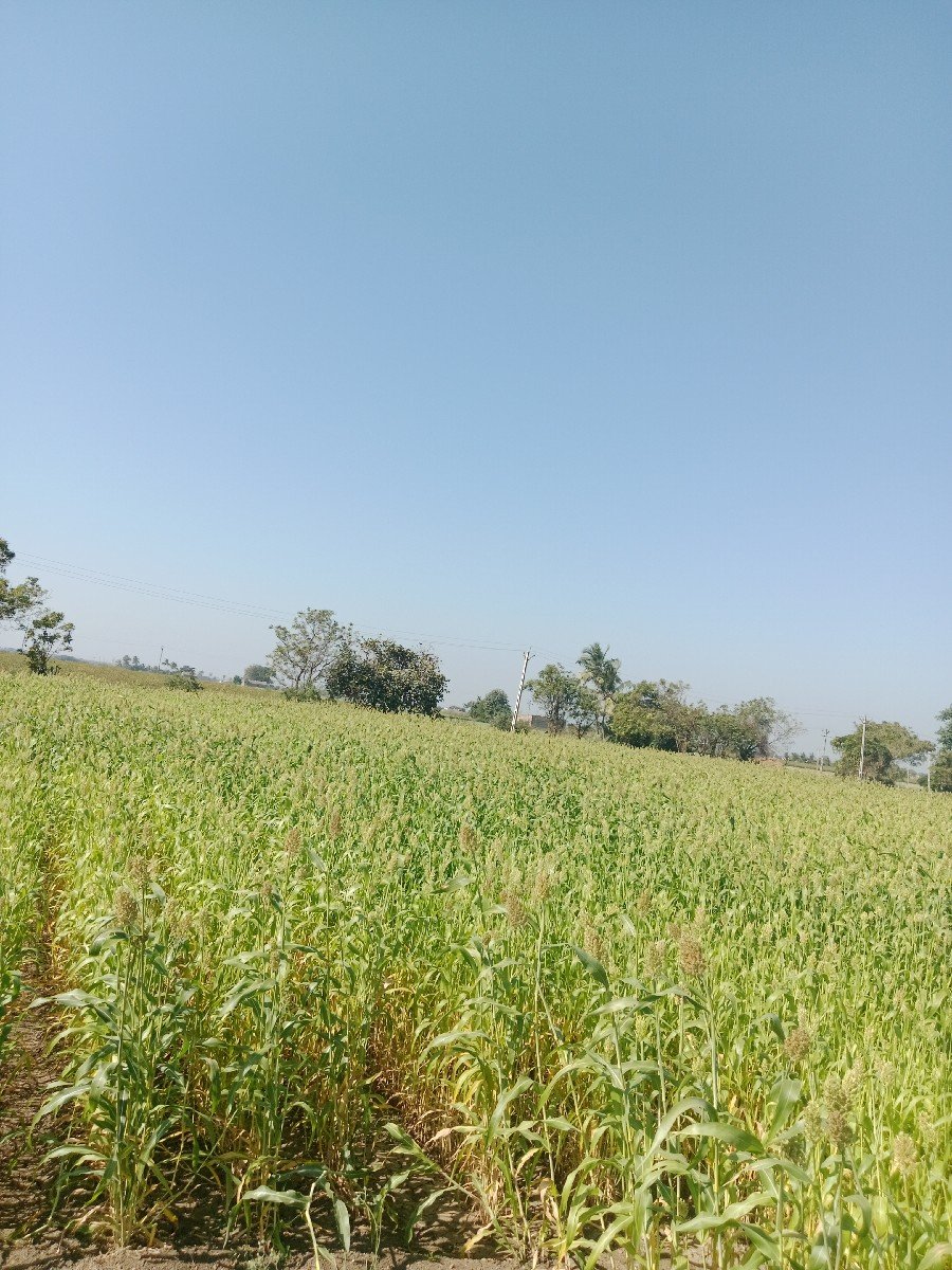 6 વિઘા લીલી જુવાર વેચવાની છે