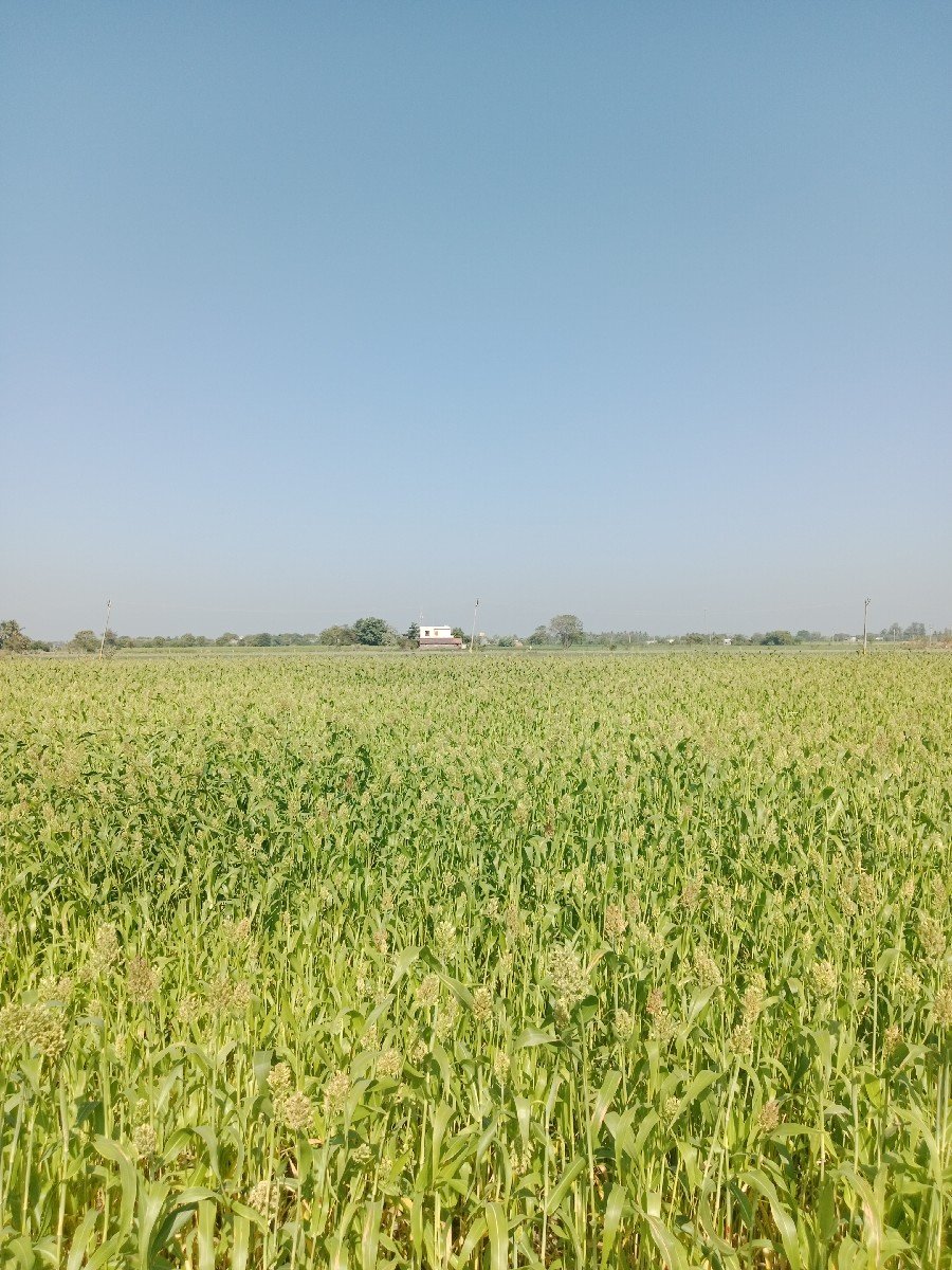 6 વિઘા લીલી જુવાર વેચવાની છે
