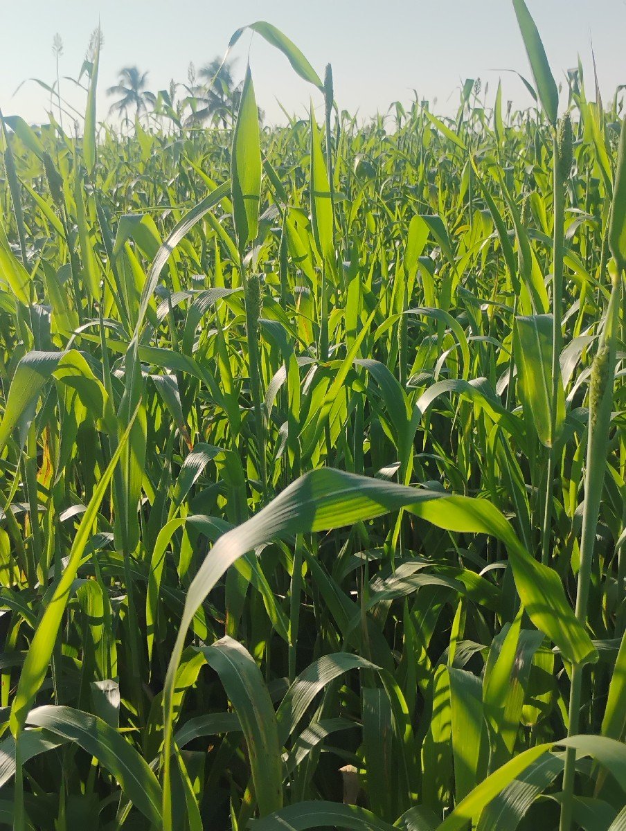 જુવાર વેચવાની છે