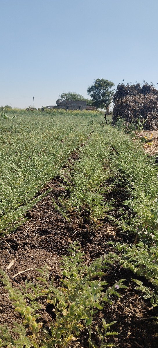 લીલા ચણા 1.5એકરના છે