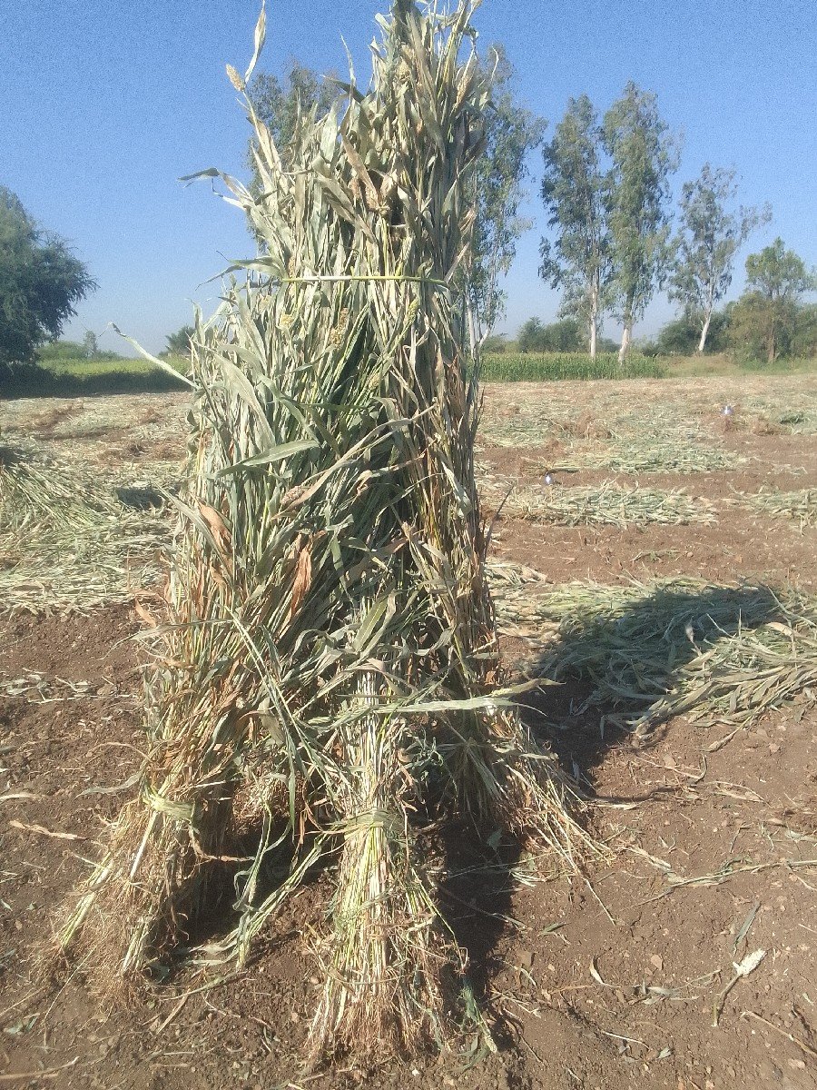 જુવાર ની નીરણ