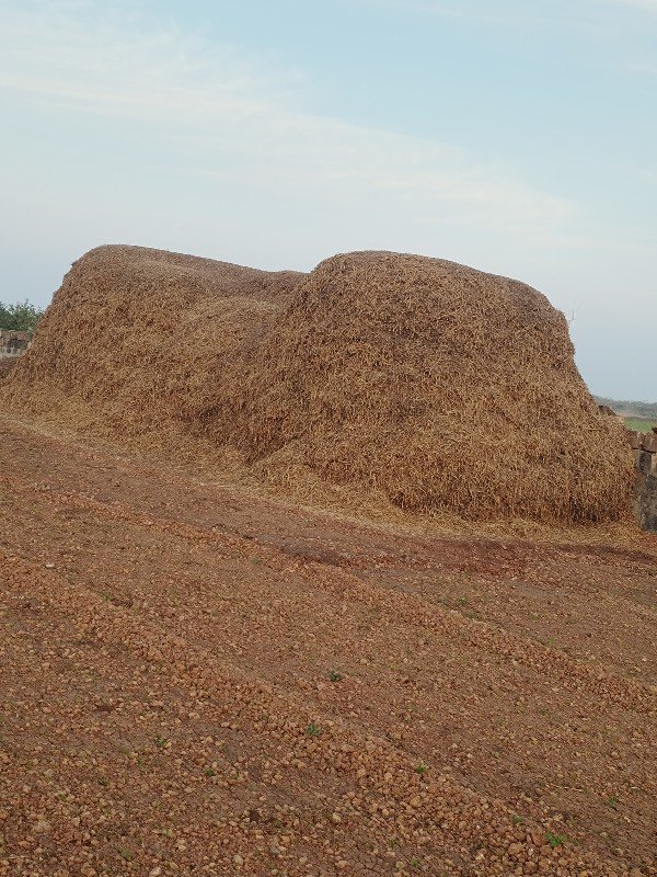 માંડવી નો ચારો