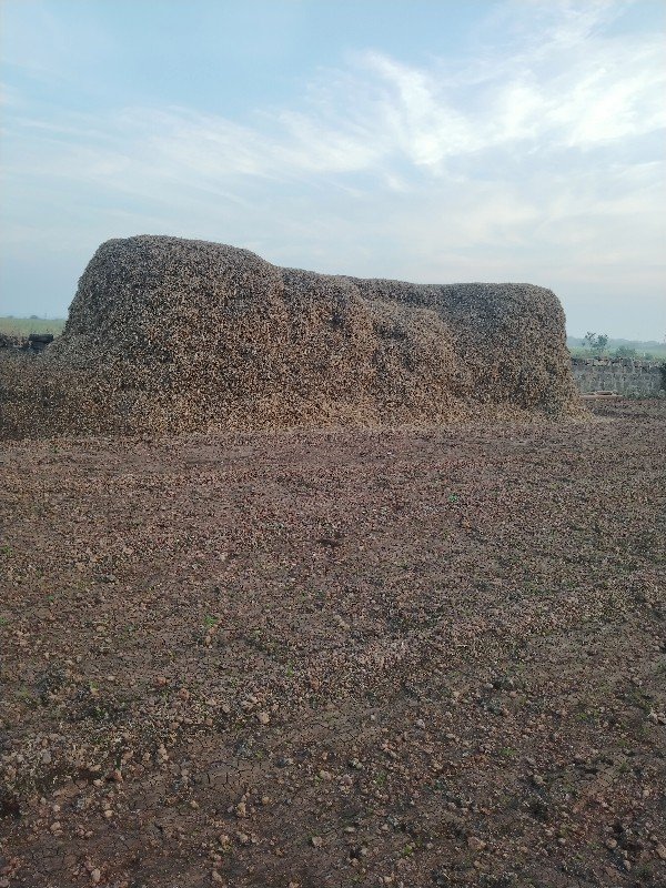માંડવી નો ચારો