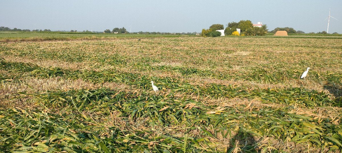 નિરણ ના પૂરા  વેસવના સે