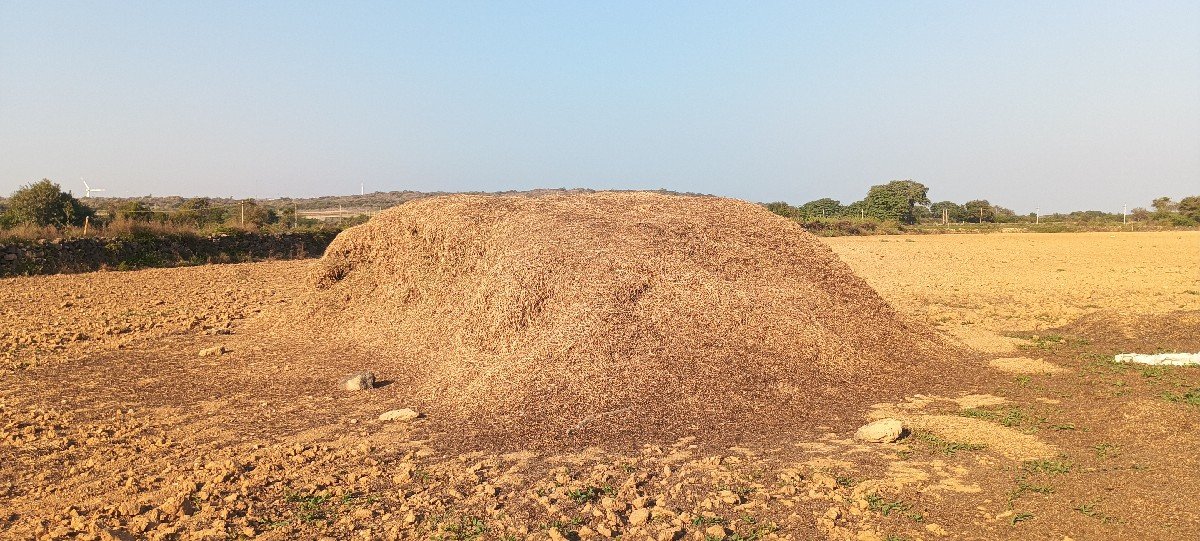 મગફળી નો પાલો
