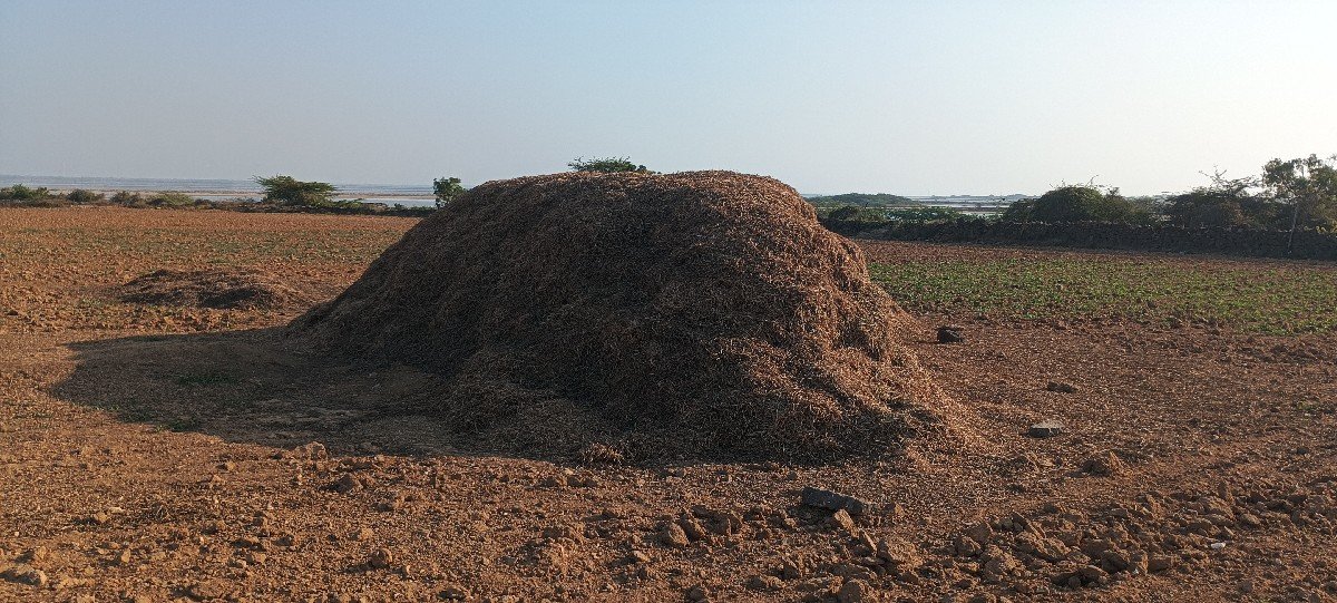 મગફળી નો પાલો