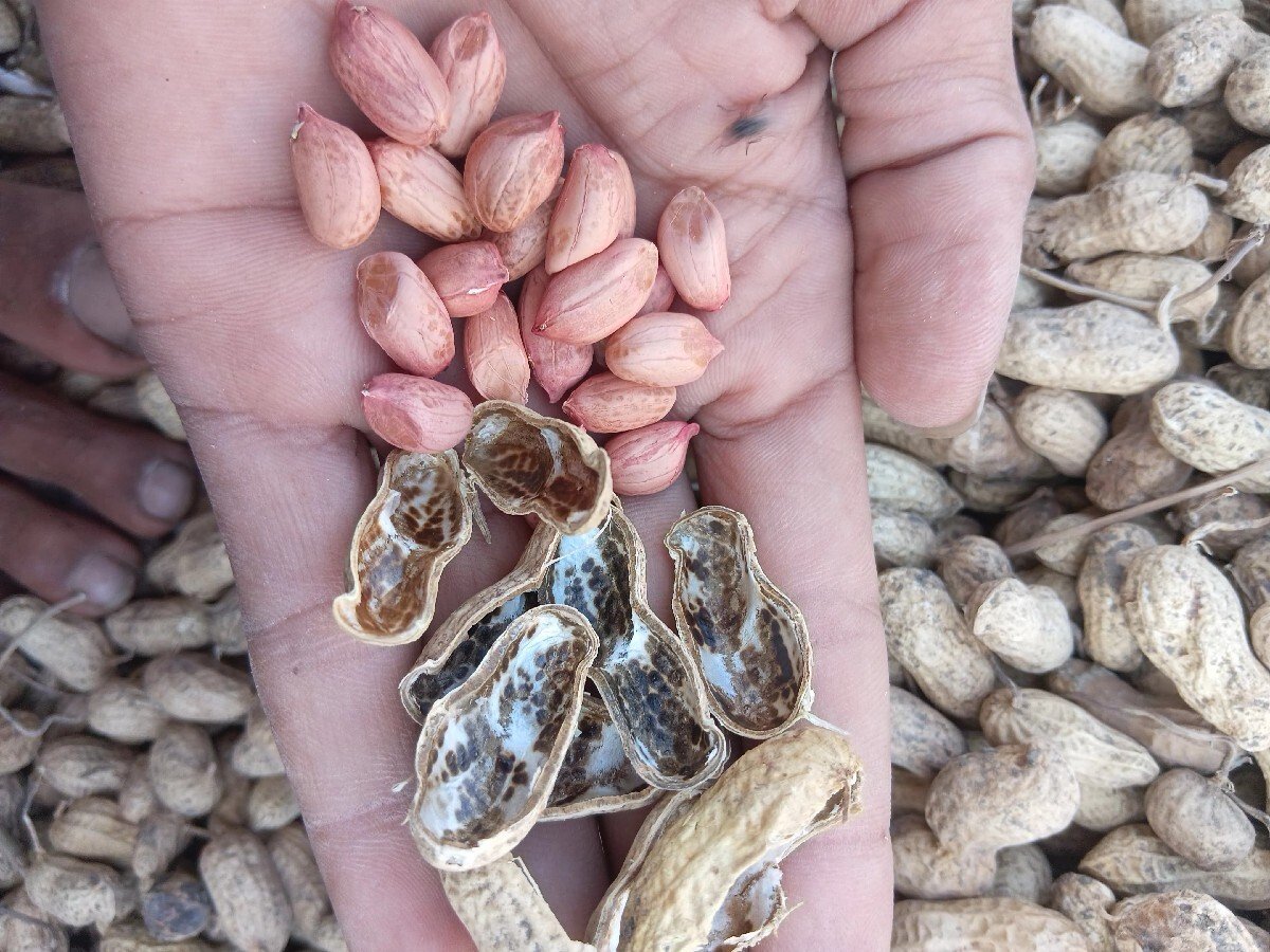 11 નંબર મગફળી(માંડવી )બિયારણ