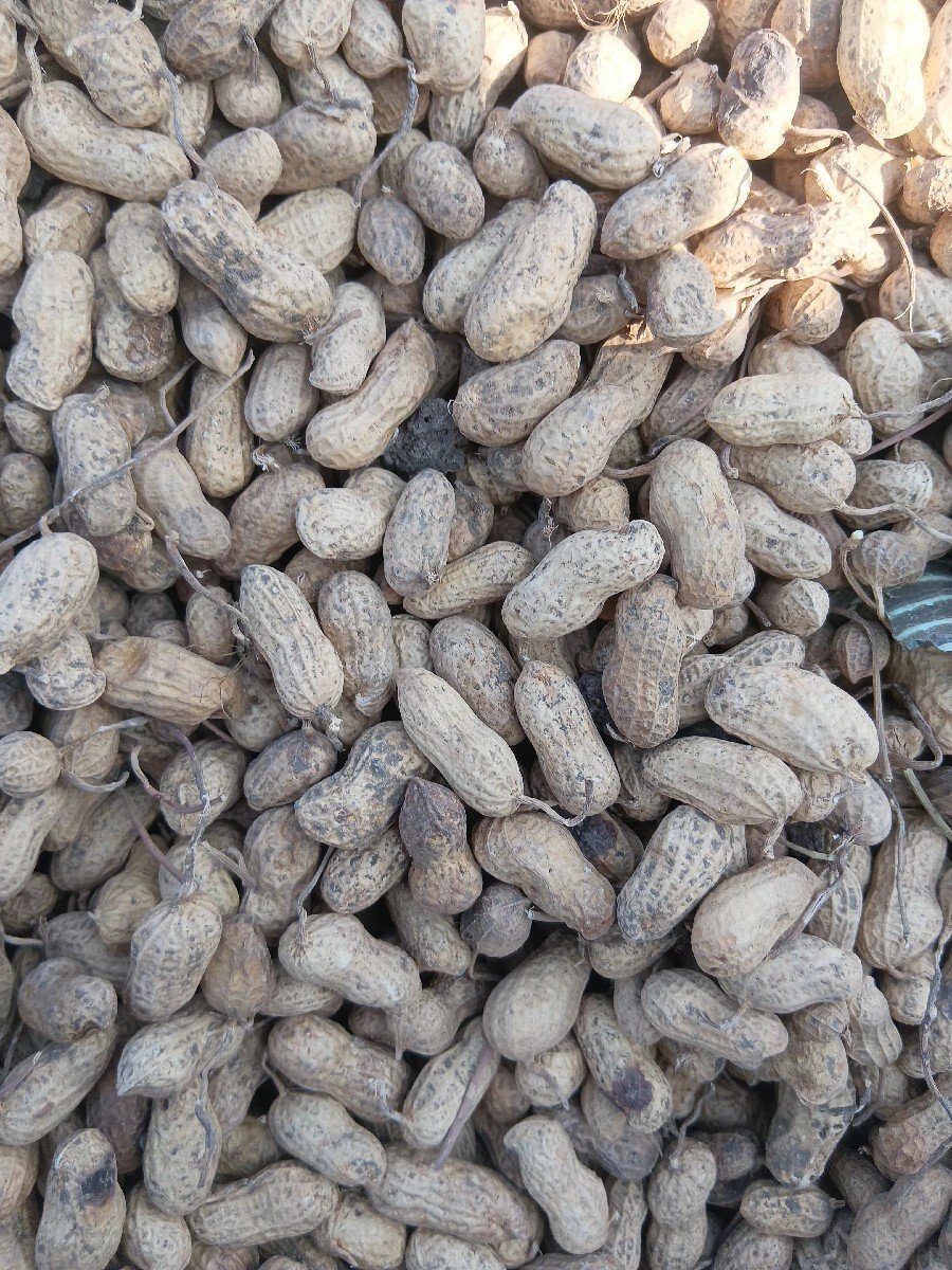 11 નંબર મગફળી(માંડવી )બિયારણ