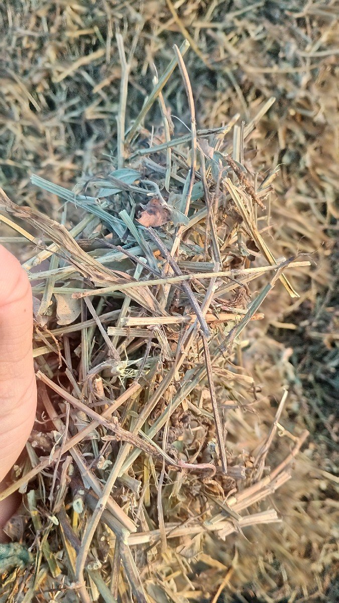 મગફળી કોરો ડૂચો