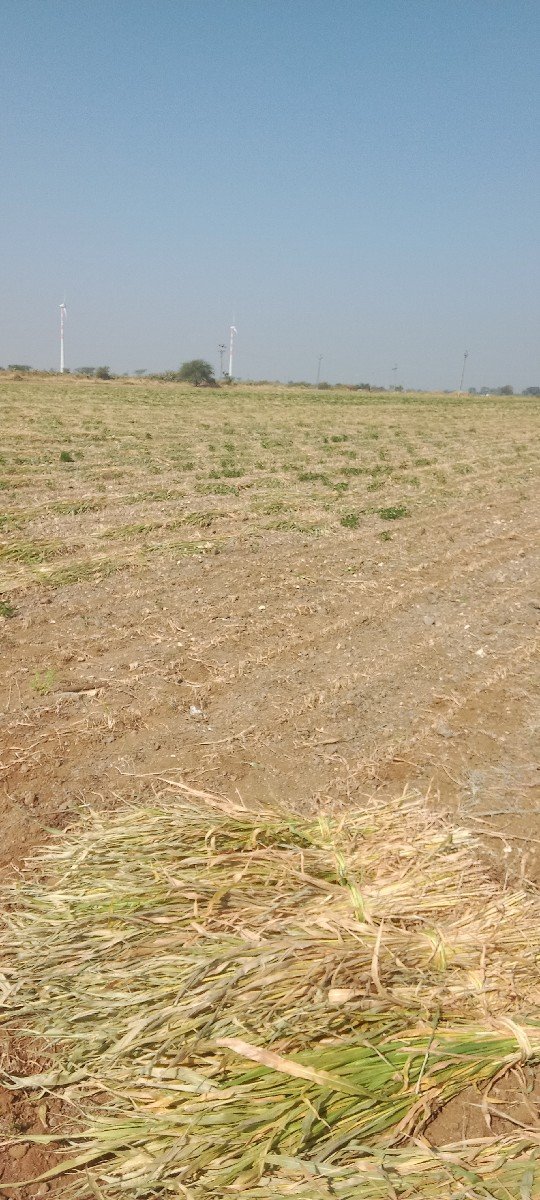 જુવાર ગુધરી વેચવાની