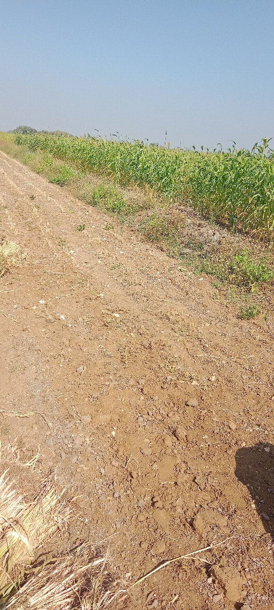 જુવાર ગુધરી વેચવાની