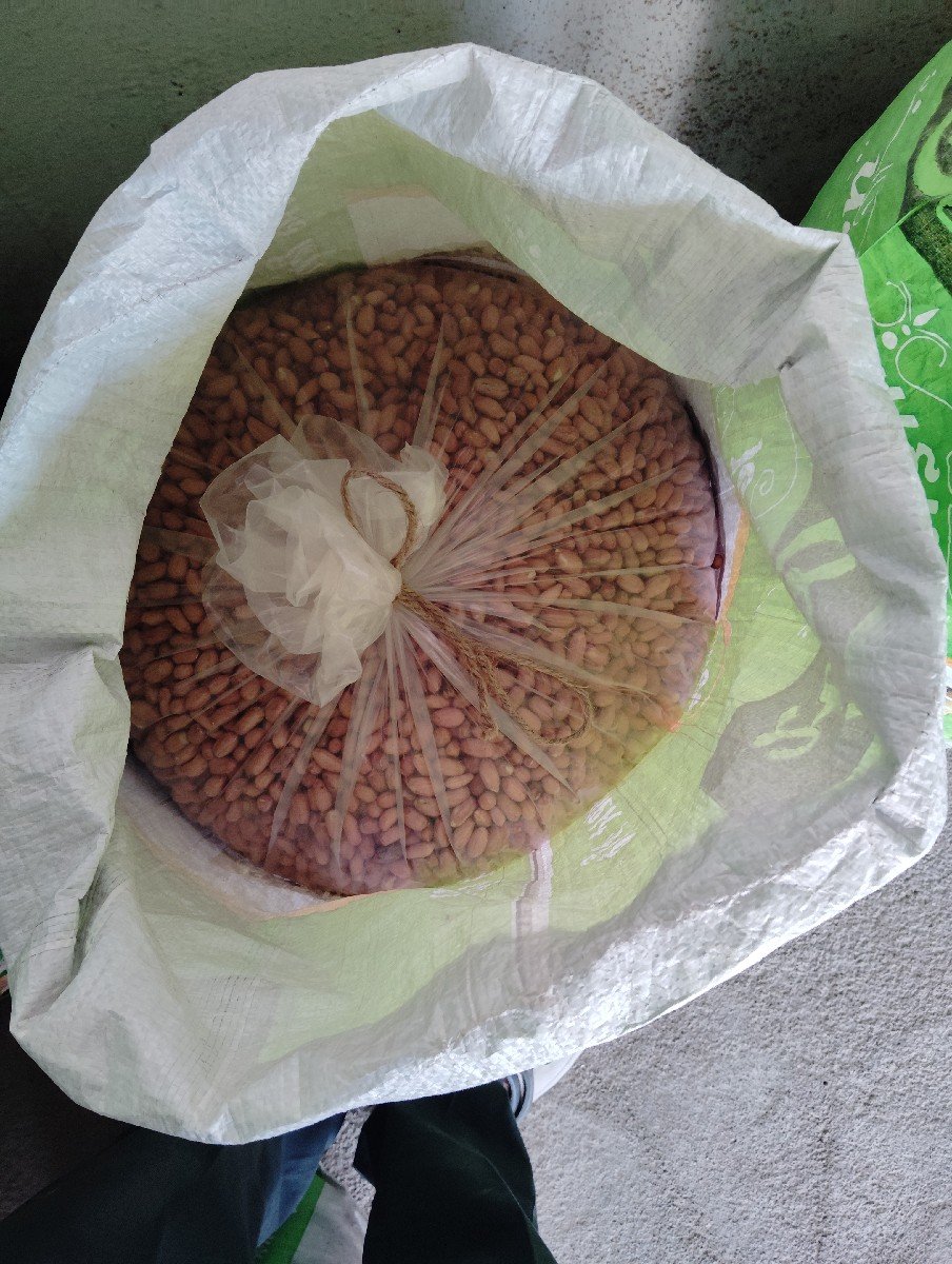 મગફળી ૩૯