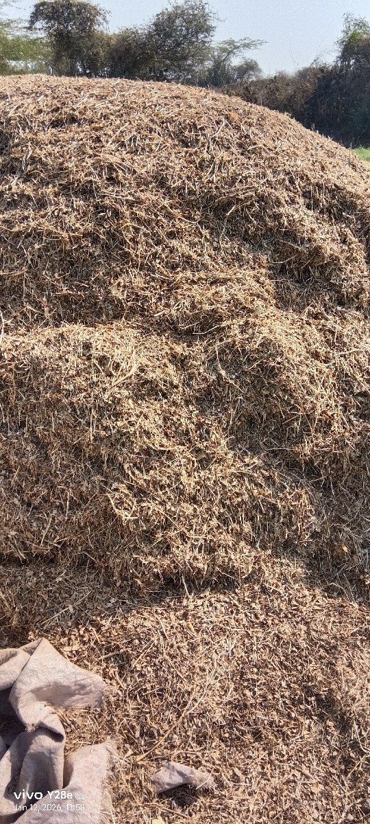 માંડવી નો પાલો