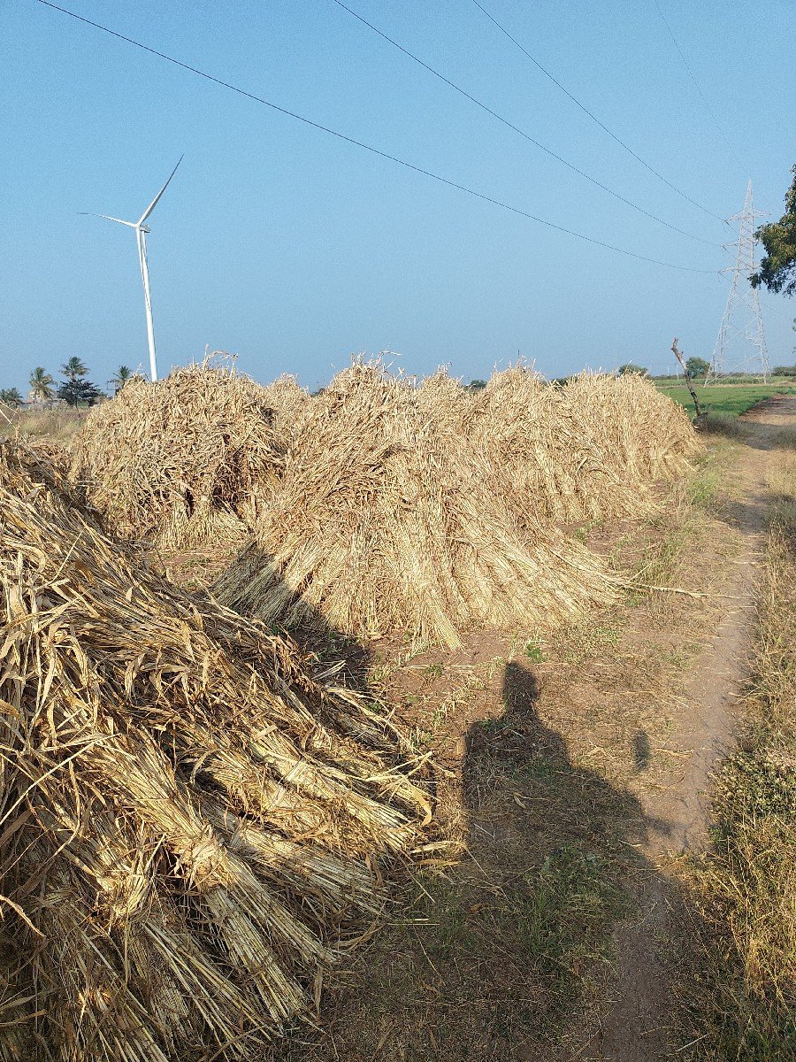 જુવારની નીરણ વેચવાની છે