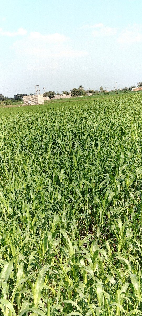 3 વીઘા ની કુધરી