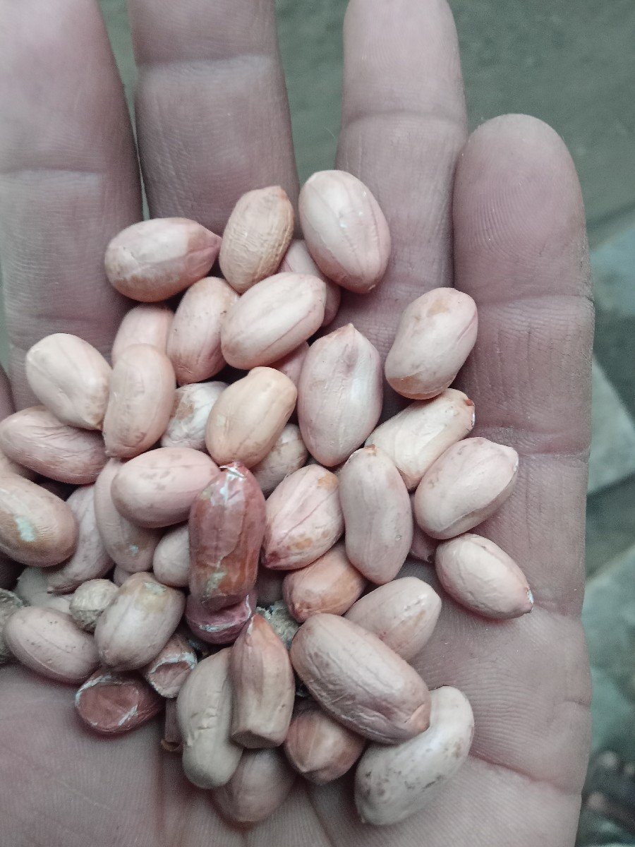 માંડવી વેસવાની છે