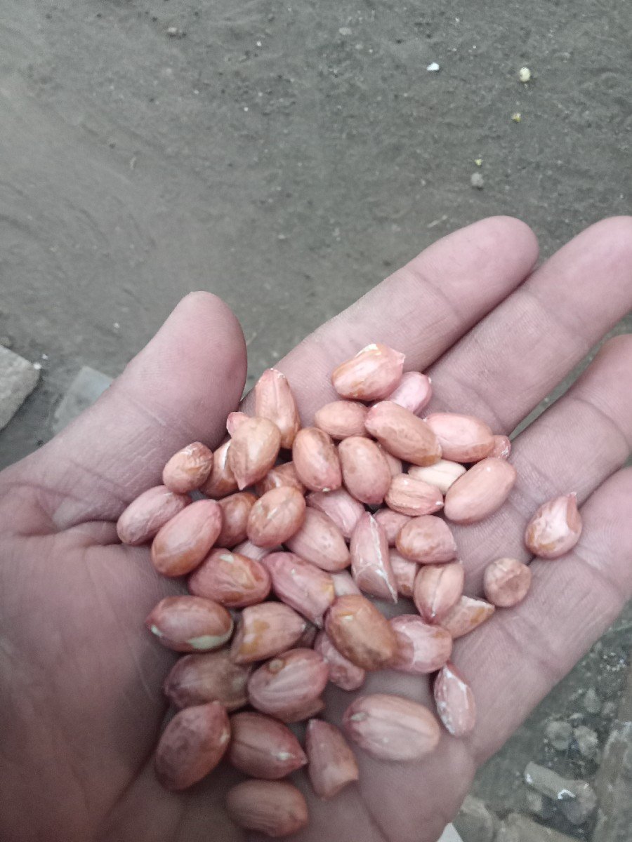 માંડવી વેસવાની છે