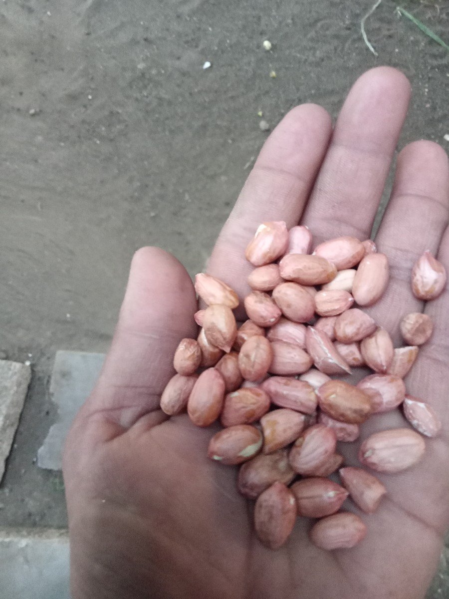 માંડવી વેસવાની છે