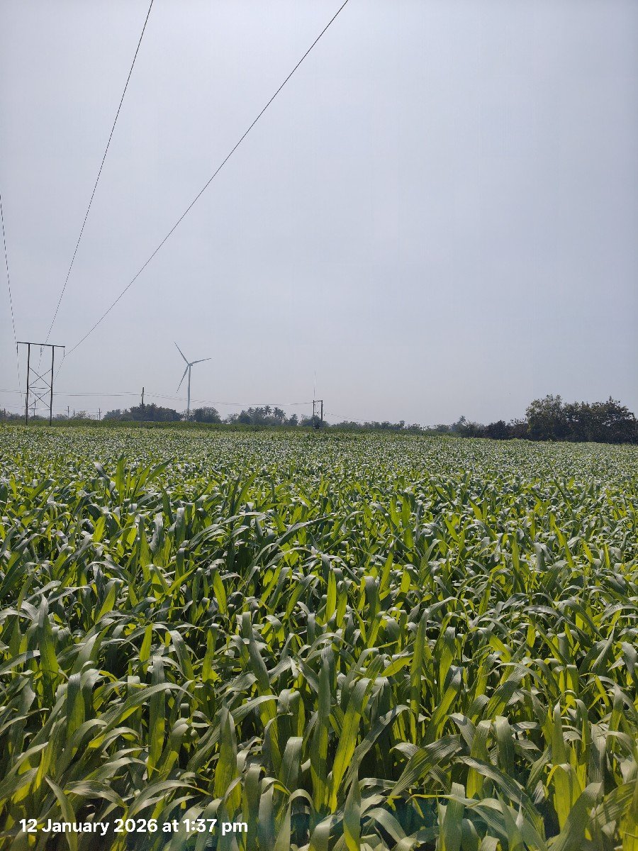 makai