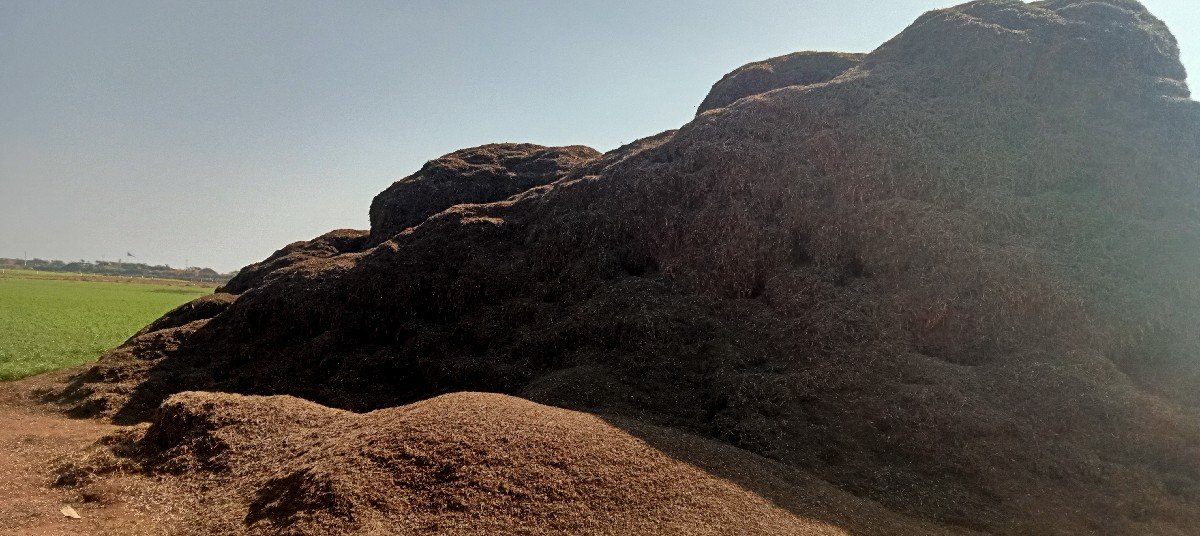 ભિજાય ગયૅલ મગૉટુ વૅચવાનુ છે