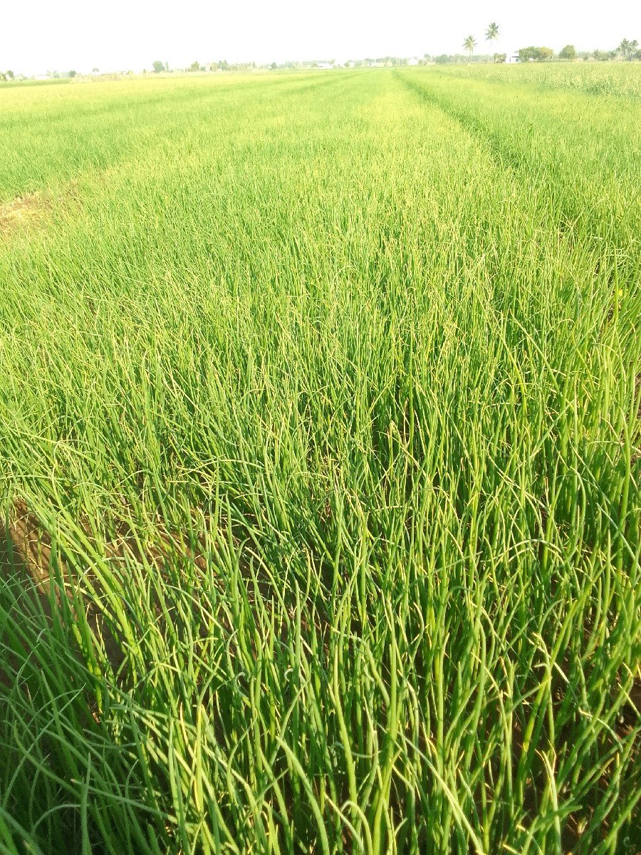 ડુંગળીનો રોપ