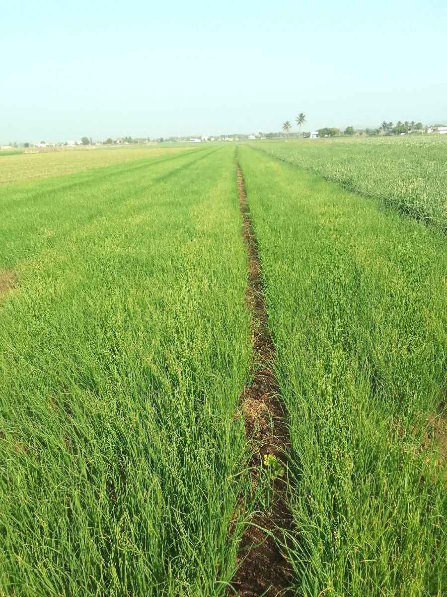 ડુંગળીનો રોપ