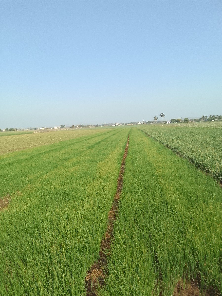 ડુંગળીનો રોપ