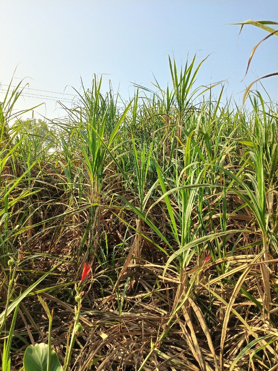 શેરડી સારા માટે વેચવાની છે