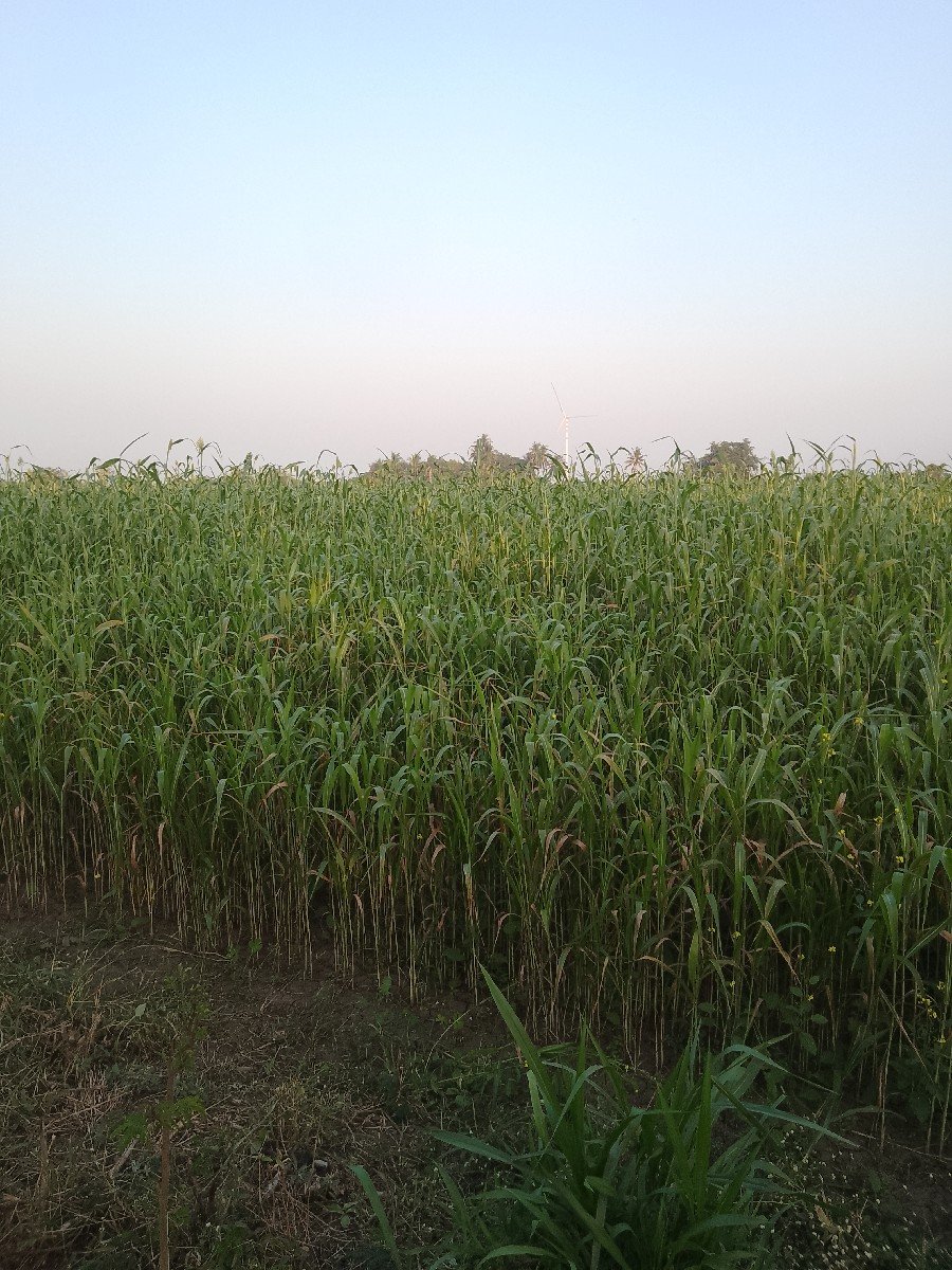 જુવાર નો ચારો