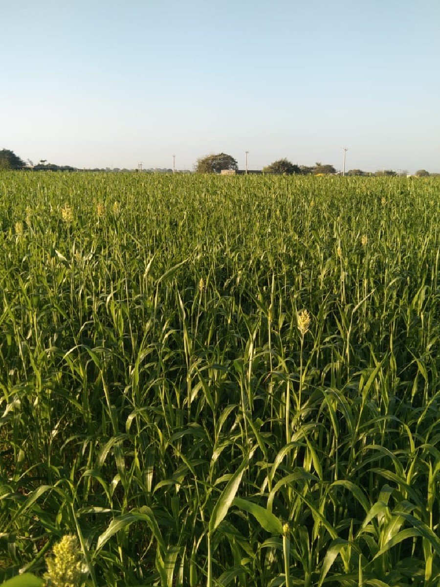 જુવાર નું લીલું
