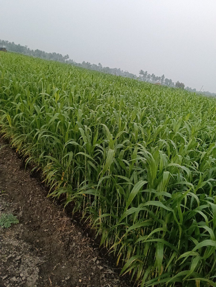 જેવાર