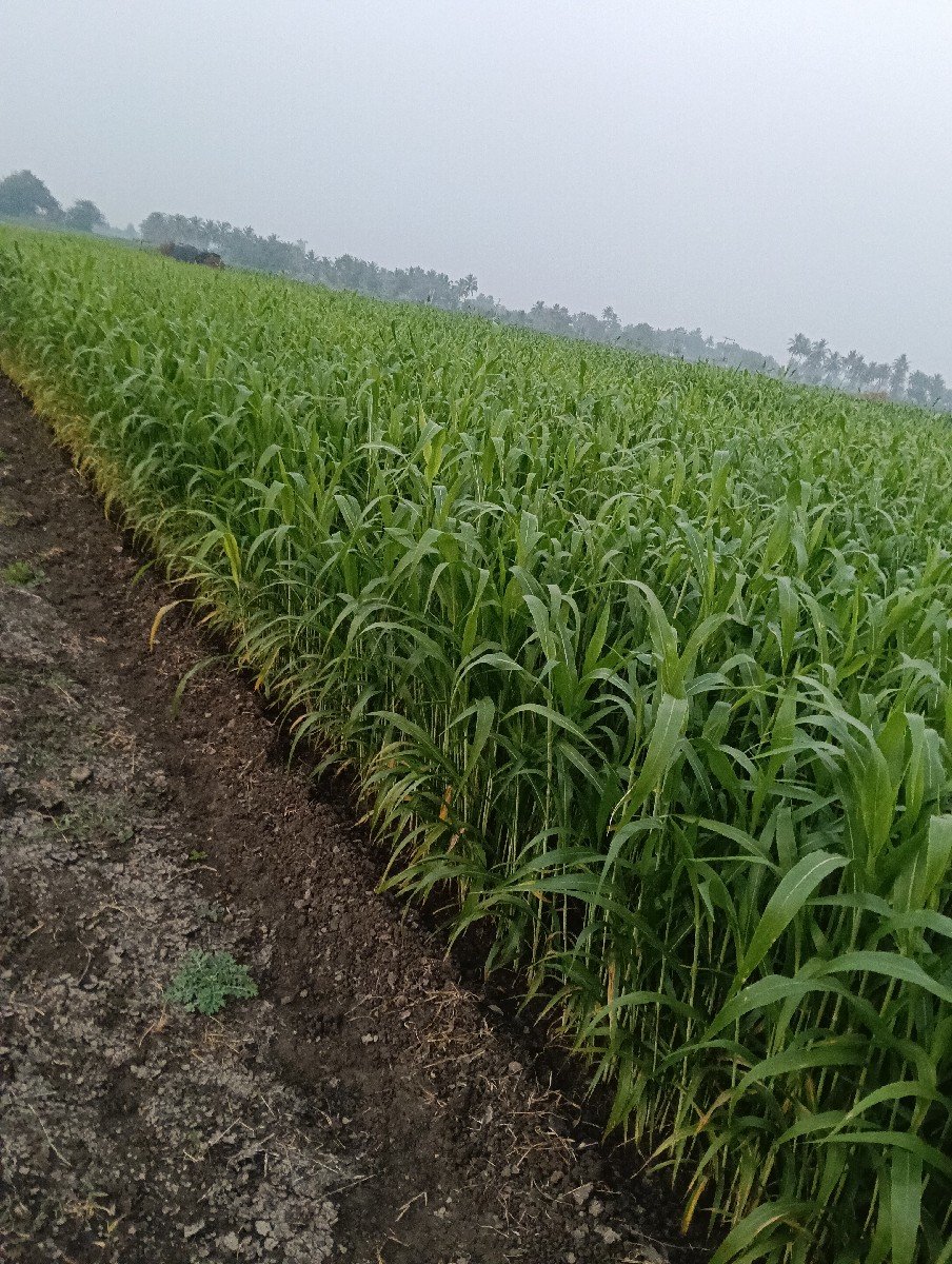 જેવાર