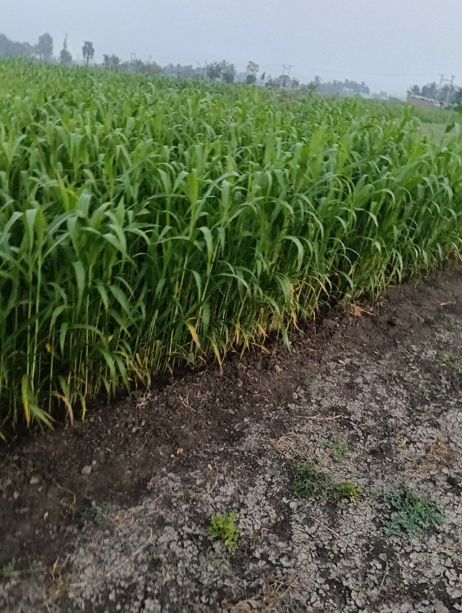 જેવાર