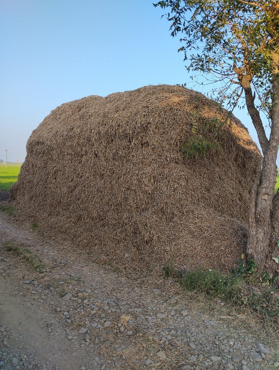 માંડવી નો ભુક્કો (મગોટુ)