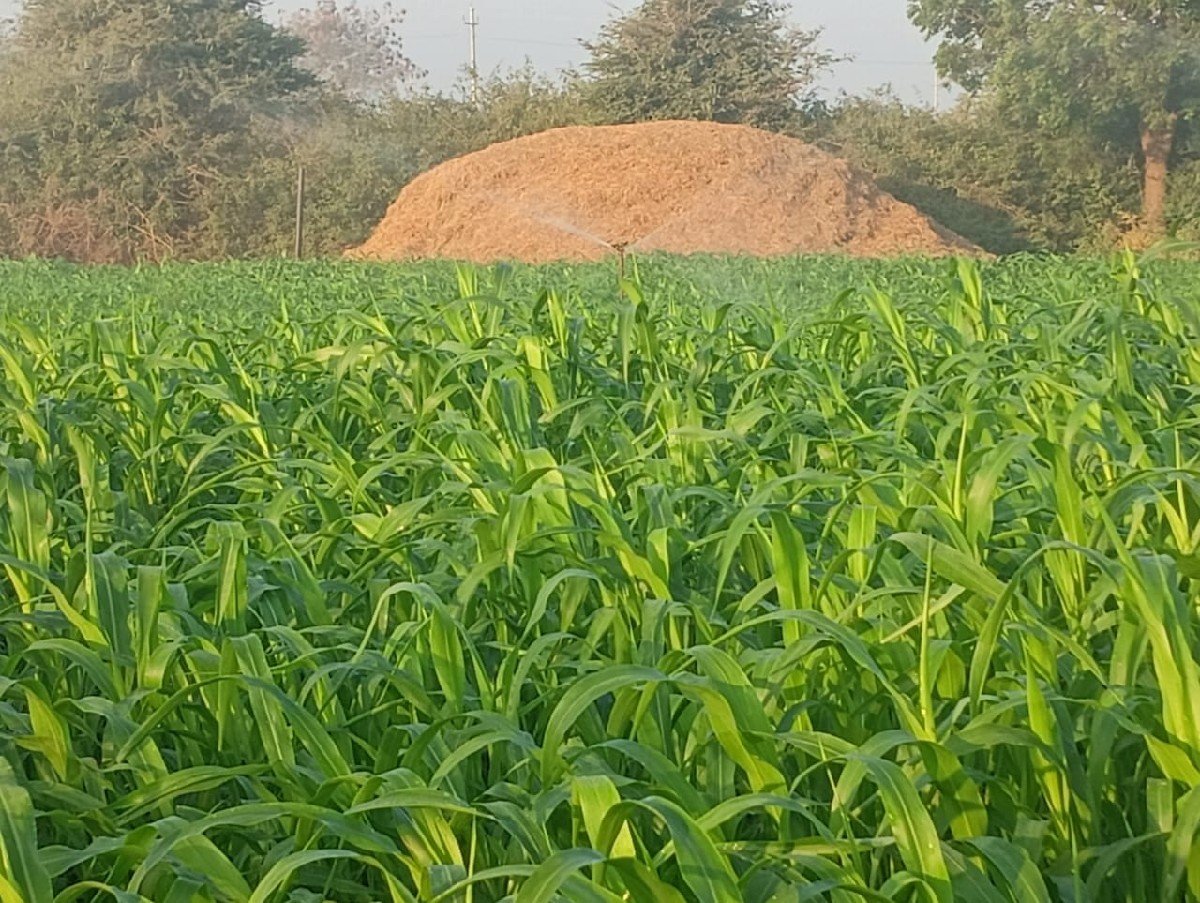 10.   વીઘાની નીરણ વેસવાનીસે