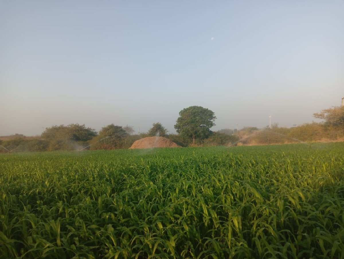 10.   વીઘાની નીરણ વેસવાનીસે