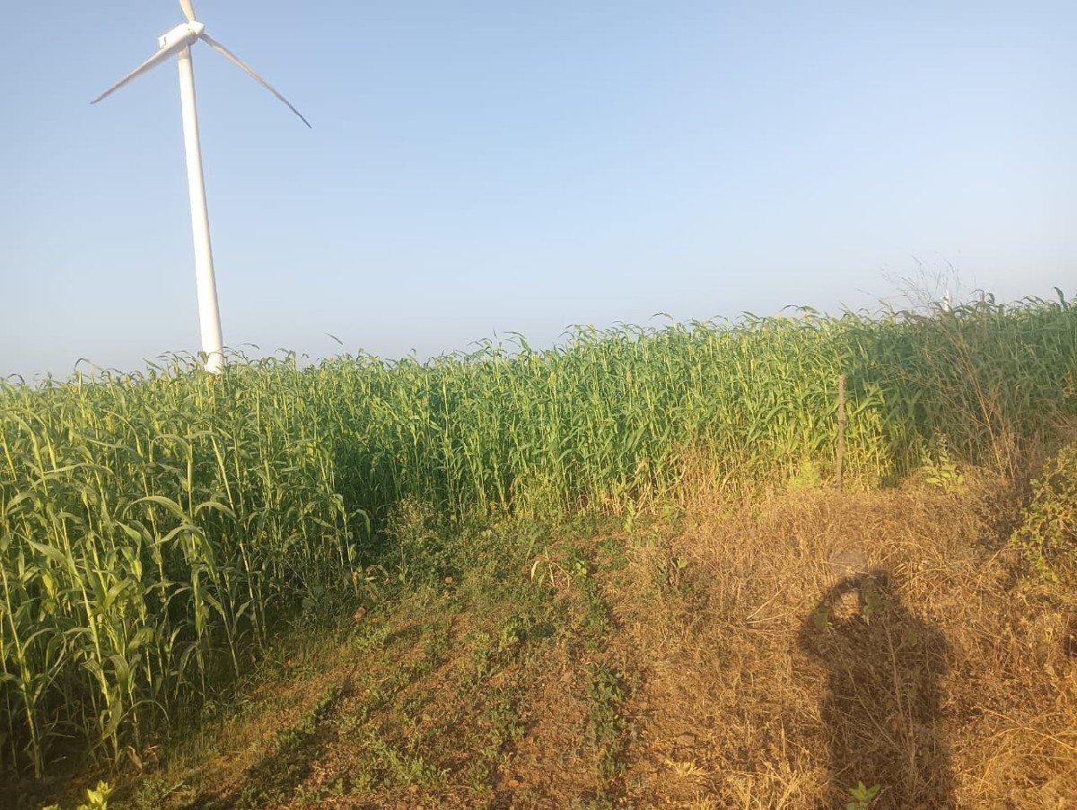 10.   વીઘાની નીરણ વેસવાનીસે