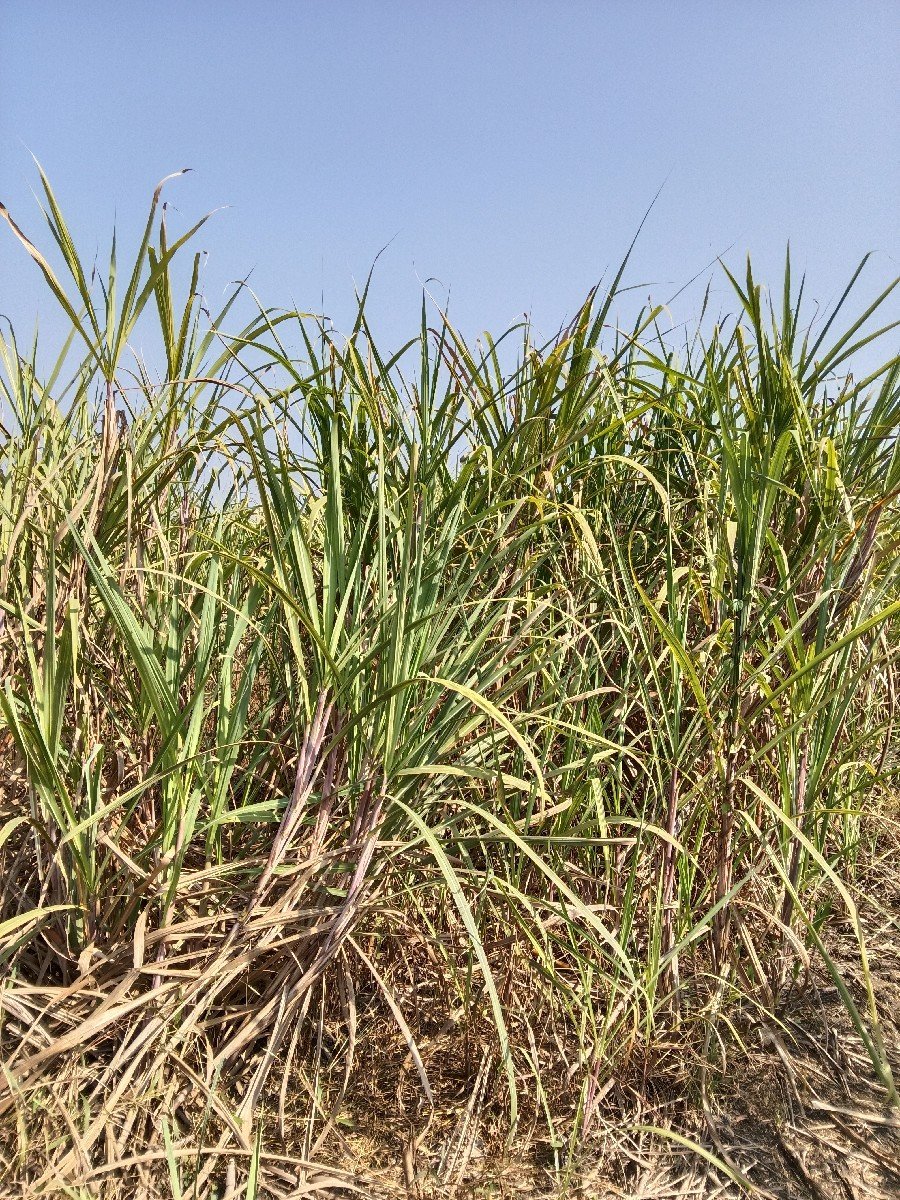 શેરડી વેચવાની છે