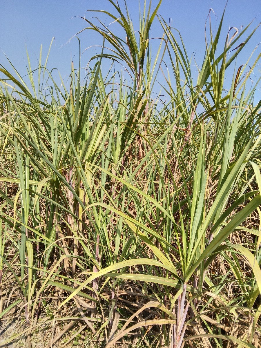 શેરડી વેચવાની છે