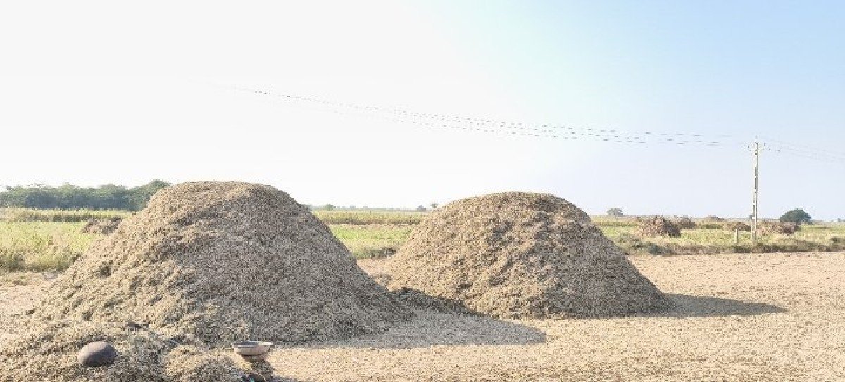 ભુકો
 મગફળી નો પાલો