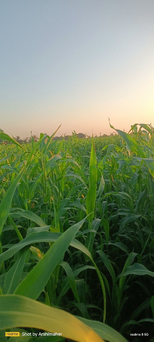 જુવાર