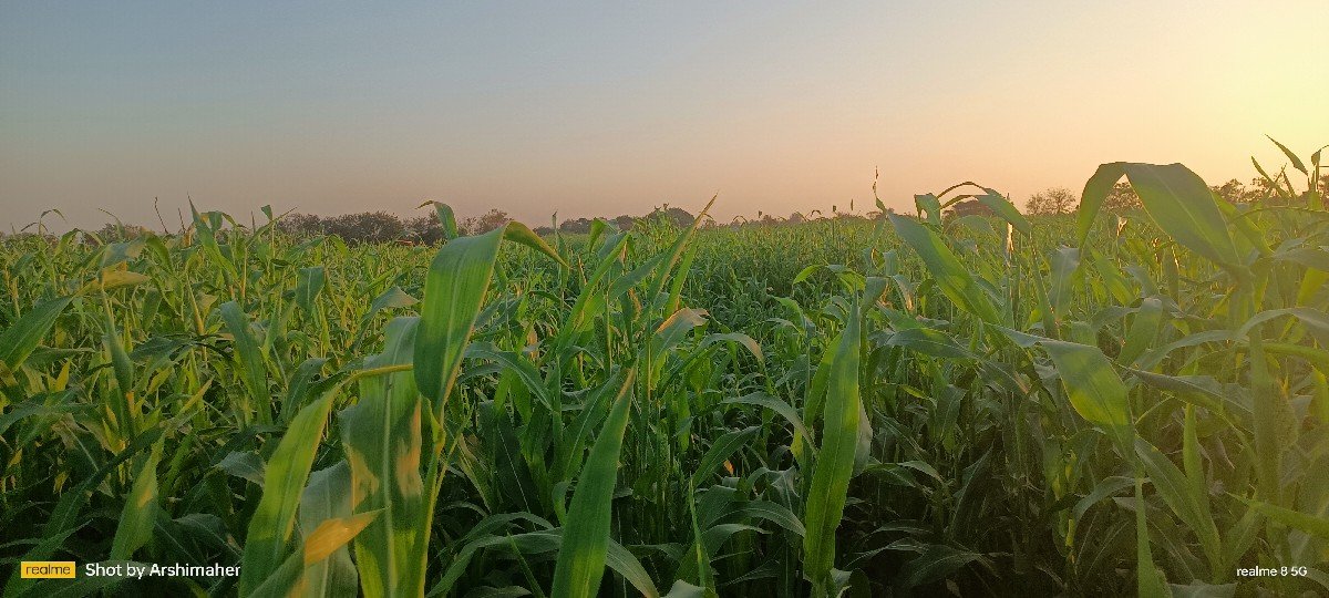 જુવાર