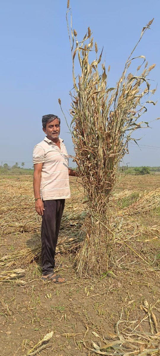 જુવાર ના પુરા